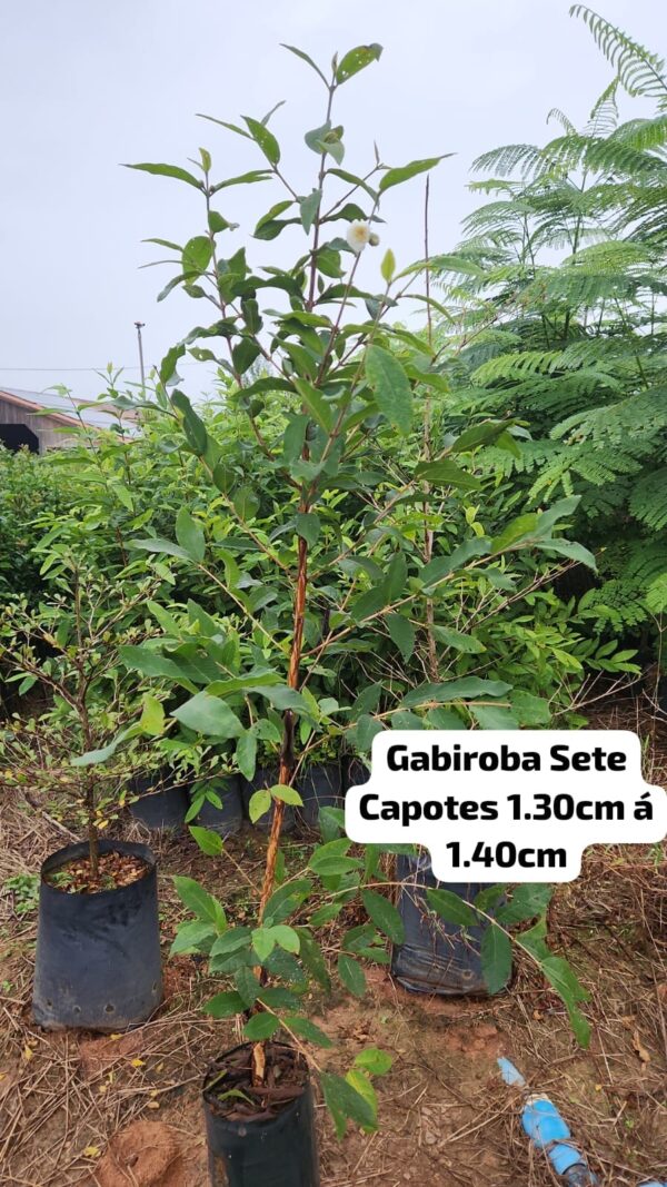 GABIROBA SETE CAPOTAS