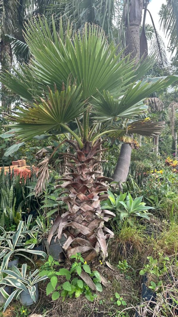 Palmeira Washingtonia 1,20 metro  R$ 950,00   (800,00 o Metro)