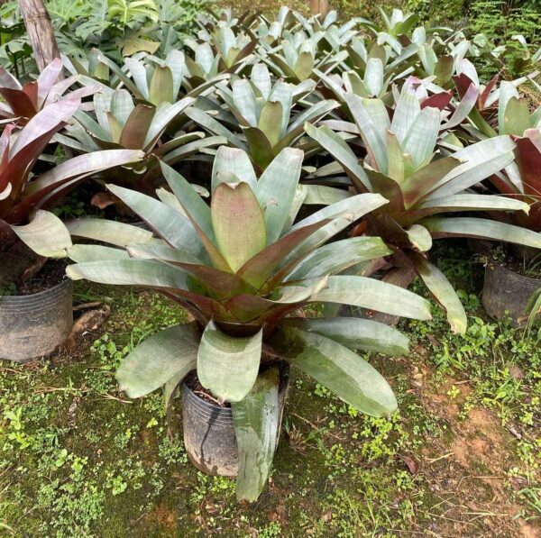 Bromelia Imperial grande