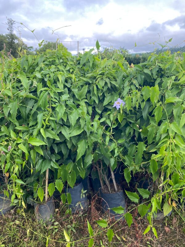 Tumbergia azul