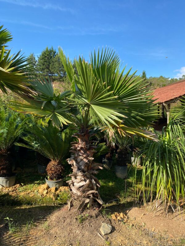 Palmeira Washingtonia 1,5 metro