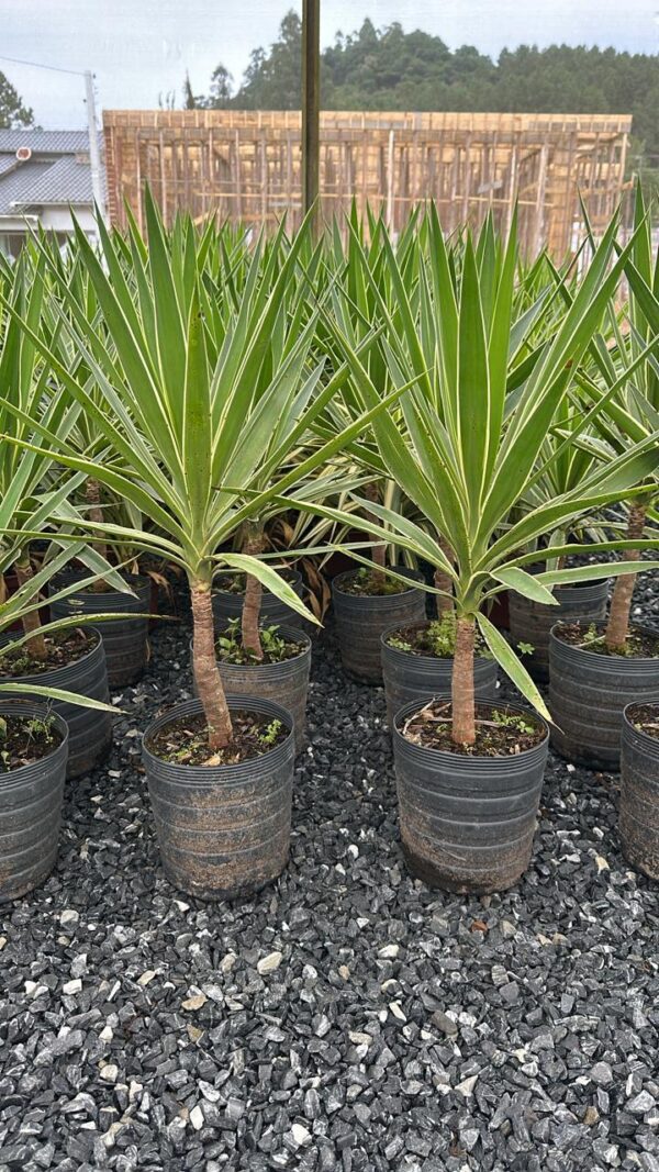 Yuca variegata 0,70 cm
