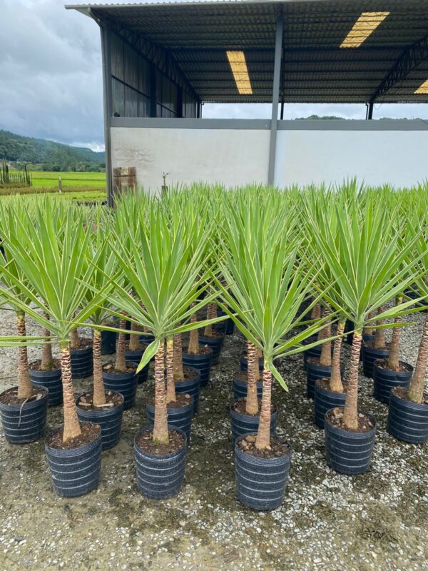 Yuca variegata gr