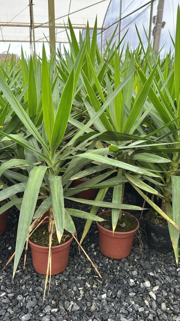 Yuca  verde 0,70  cm