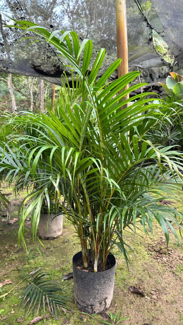 Palmeira Família  Areca Bambu de  MT