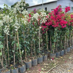 Bougainvillea