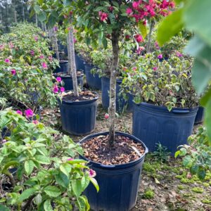 Bougainvillea canela vaso 39L