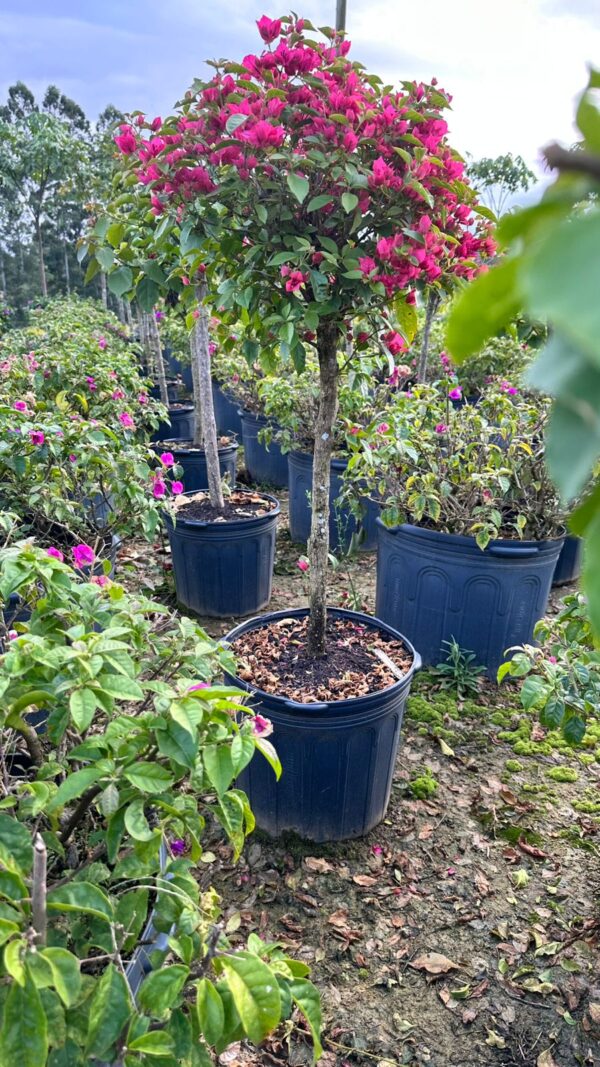 Bougainvillea canela vaso 39L