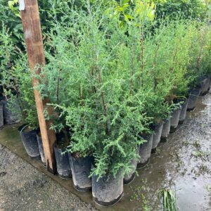 Cedro português vaso 3 LT 0,60 cm