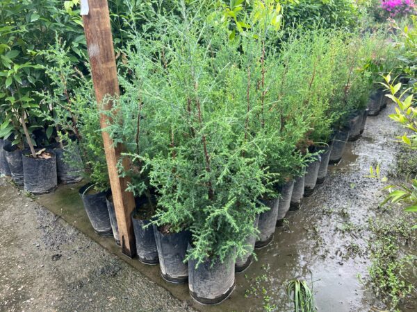 Cedro português vaso 3 LT 0,60 cm