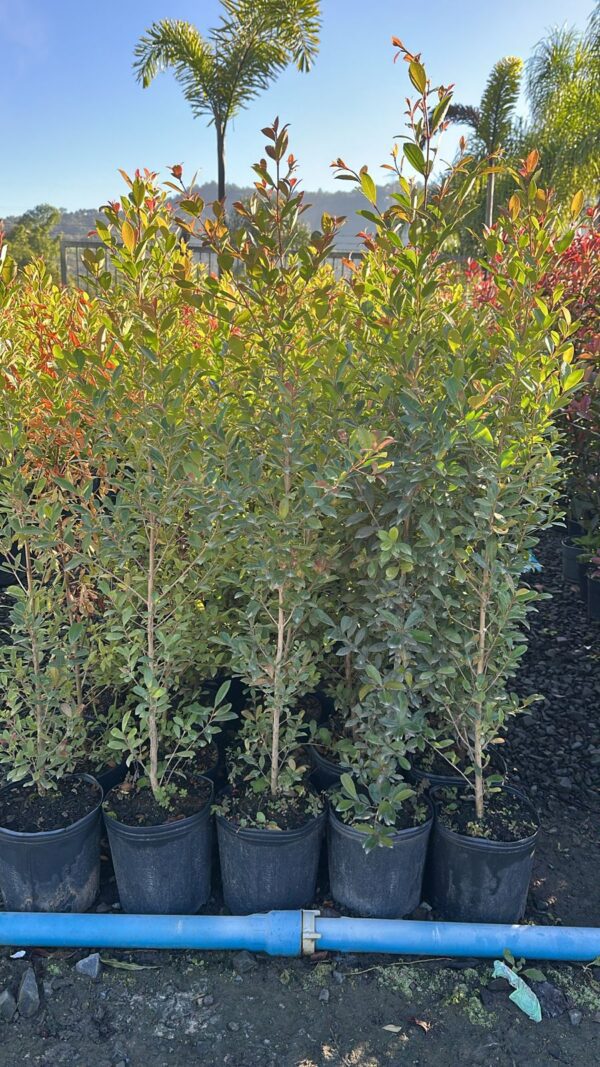 Eugenia myrtifolia vaso