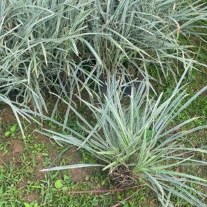 Liriope Variegata pote