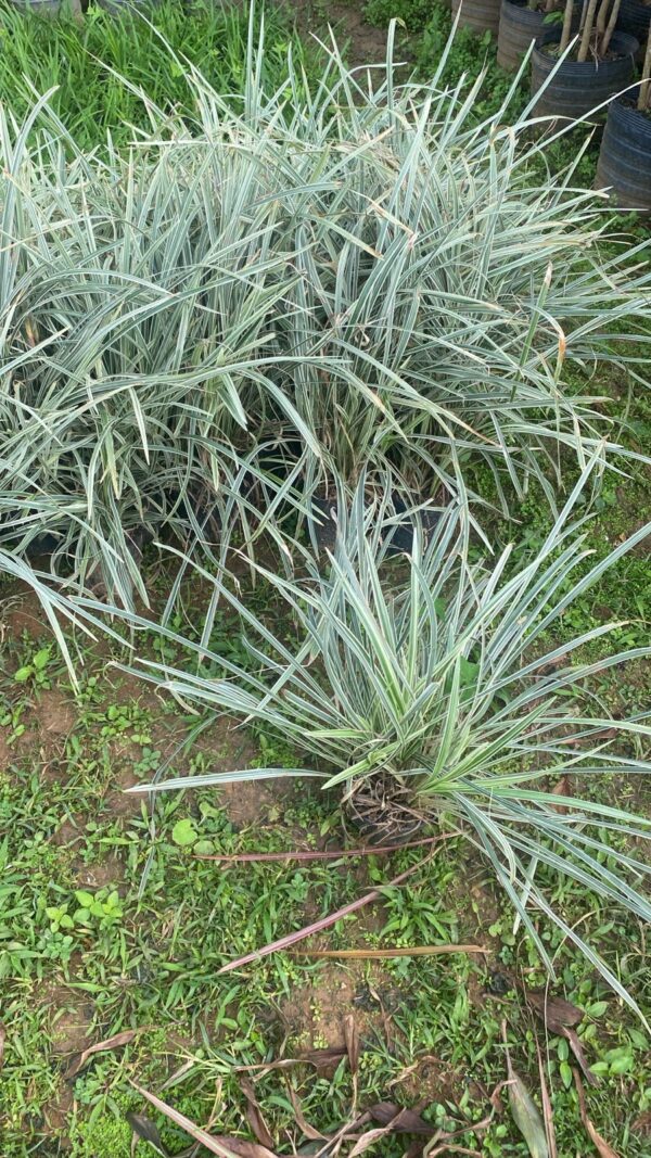Liriope Variegata pote