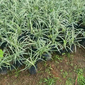Liriope Variegata pac