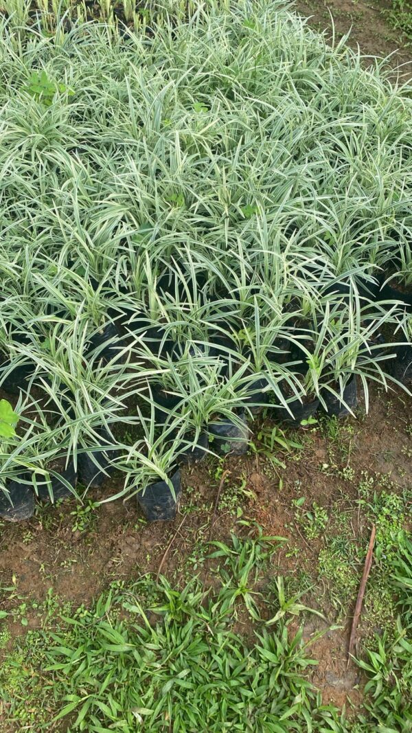 Liriope Variegata pac