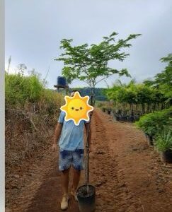 Sibipuruna